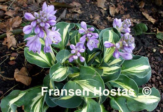 Hosta Snow Mouse
