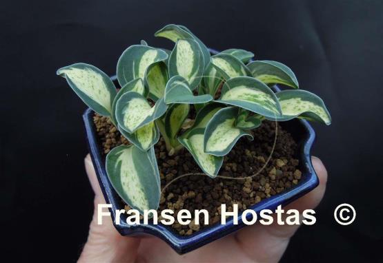 Hosta Snow Mouse