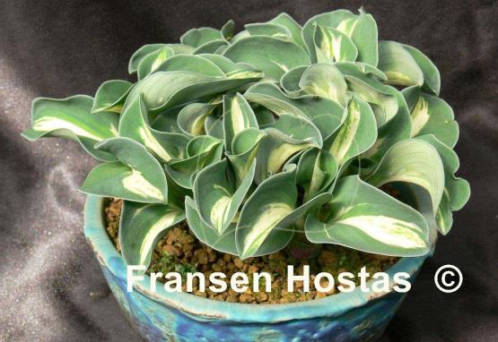 Hosta Snow Mouse