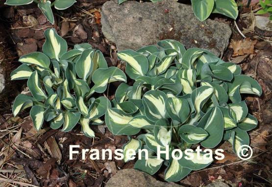 Hosta Snow Mouse