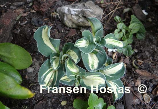 Hosta Snow Mouse