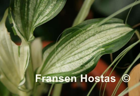 Hosta Snow White