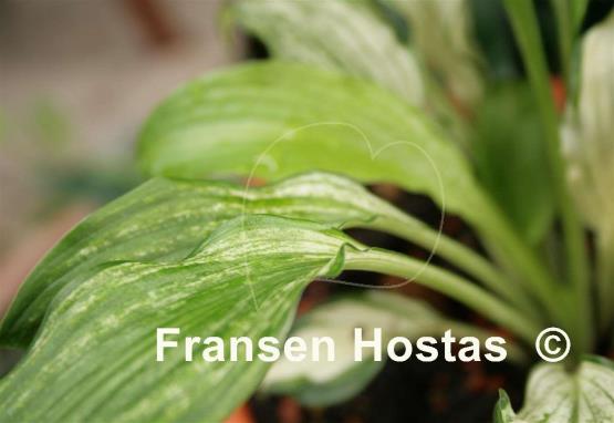 Hosta Snow White