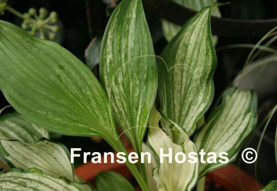 Hosta Snow White