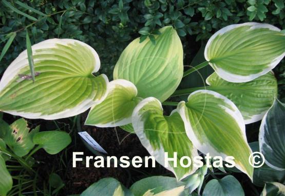 Hosta Snowbound