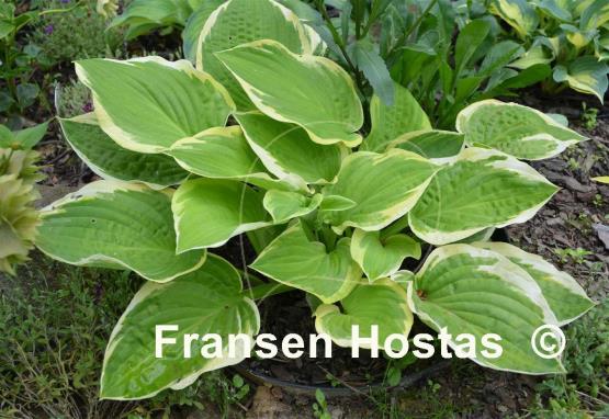 Hosta Snowbound