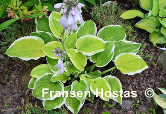 Hosta Snowbound