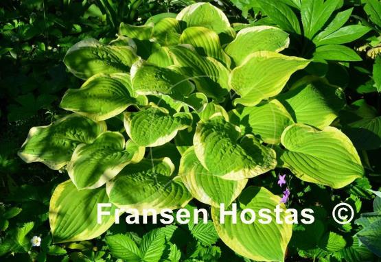 Hosta Snowbound
