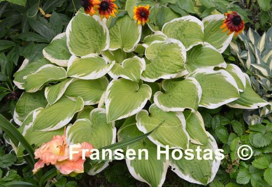 Hosta Snowbound