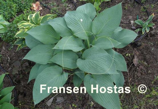 Hosta Snowden