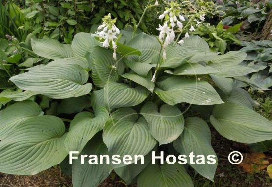 Hosta Snowden