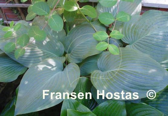 Hosta Snowden