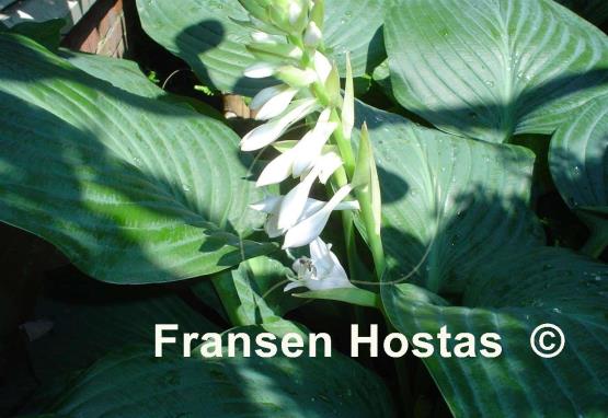 Hosta Snowden