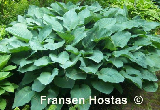 Hosta Snowden