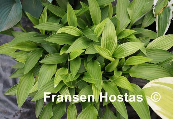 Hosta Snowstorm