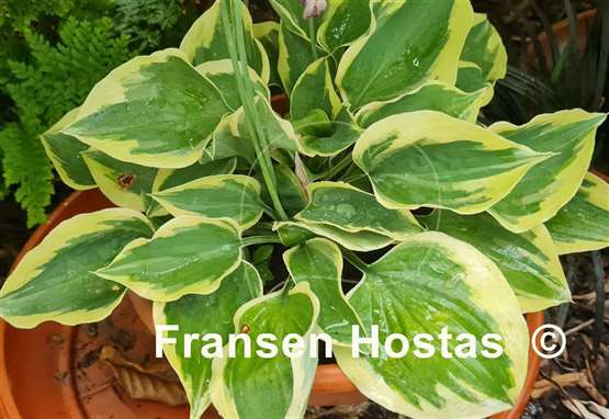 Hosta Snowy Lake