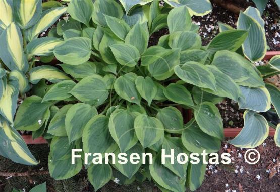 Hosta Snowy Lake