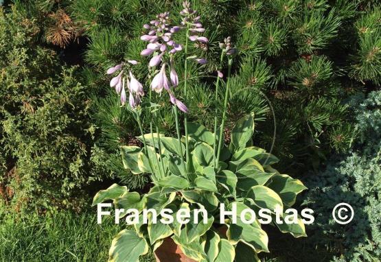 Hosta Snowy Lake