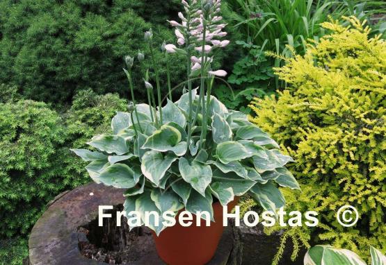Hosta Snowy Lake