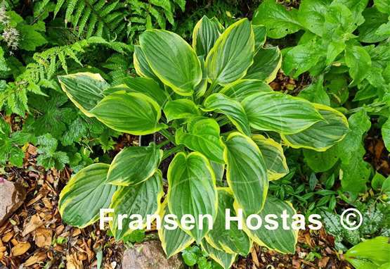 Hosta So Sweet