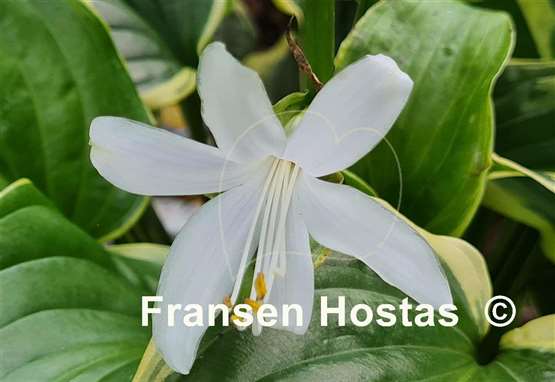Hosta So Sweet