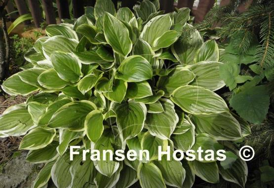 Hosta So Sweet
