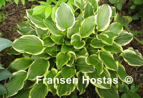 Hosta So Sweet