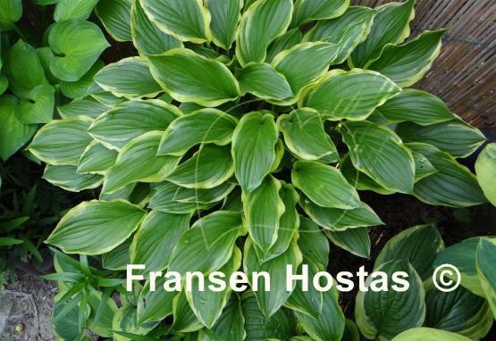 Hosta So Sweet