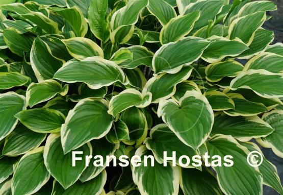 Hosta So Sweet