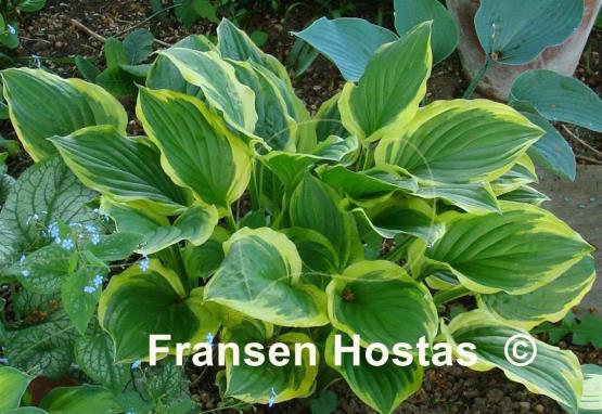 Hosta So Sweet