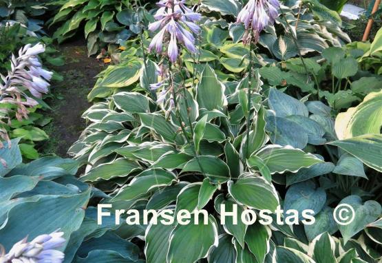 Hosta Soft Shoulders