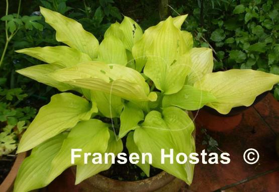 Hosta Solarkugel