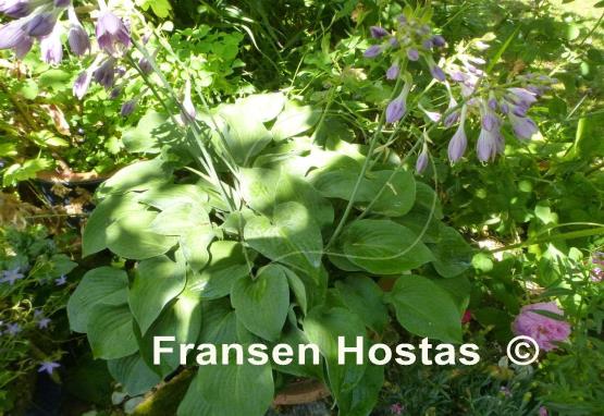 Hosta Solarkugel