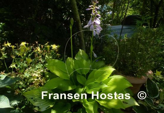 Hosta Solarkugel