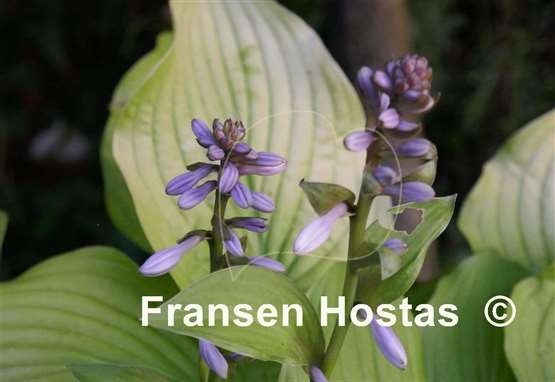 Hosta Solarkugel