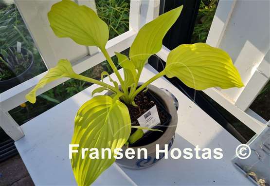 Hosta Solarkugel