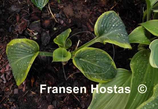 Hosta Soldier Boy