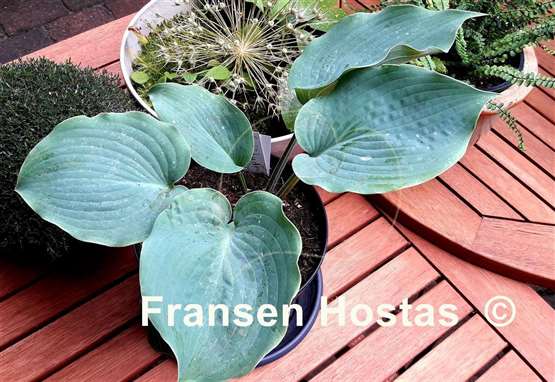 Hosta Solitude