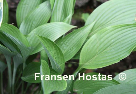 Hosta Solo Flight