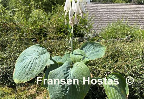 Hosta Sombrero