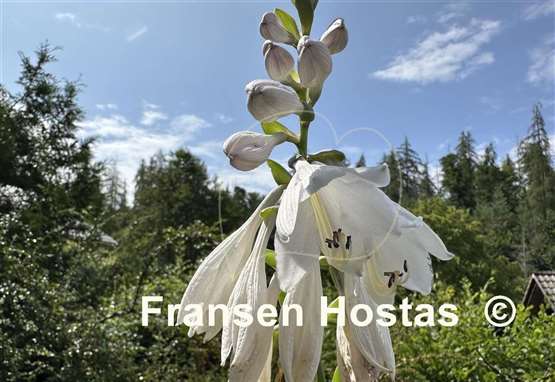 Hosta Sombrero