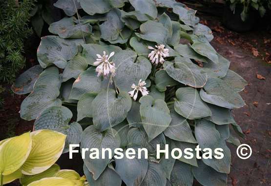 Hosta Something Blue