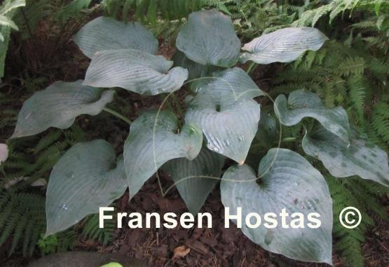 Hosta Something Blue