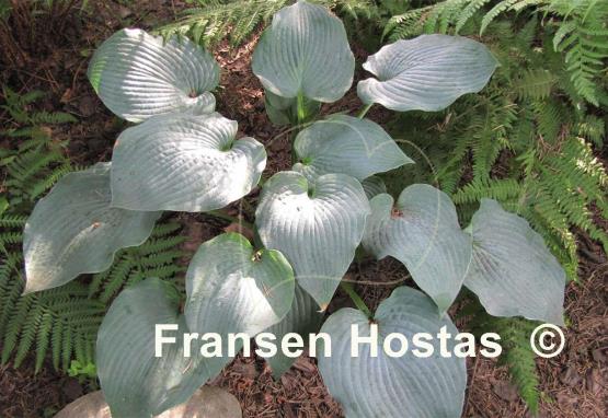 Hosta Something Blue