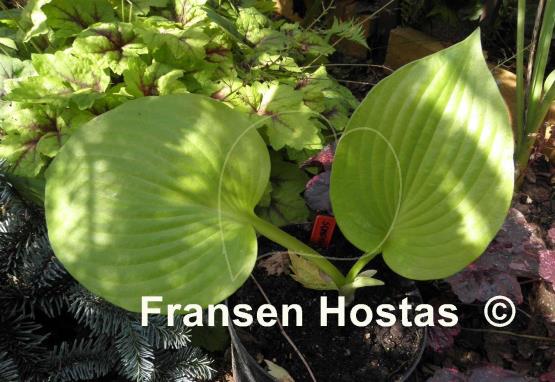 Hosta Something Else
