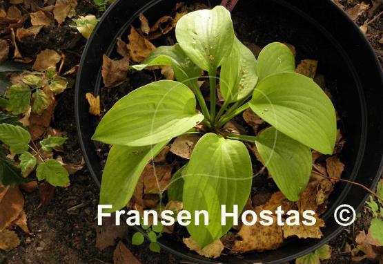 Hosta Something Else