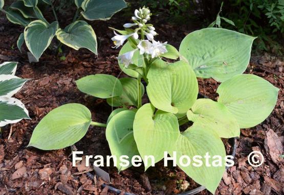 Hosta Something Else