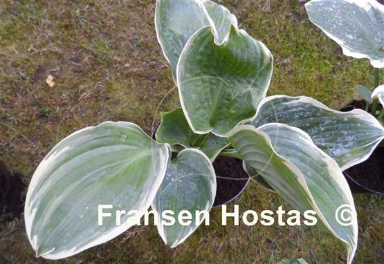 Hosta Sophisticated Lady