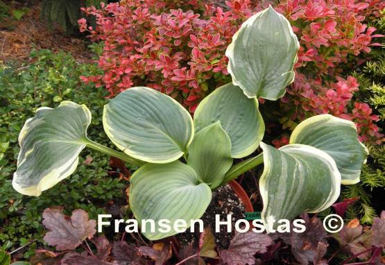 Hosta Sophisticated Lady