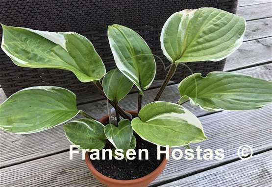Hosta Sorbet
